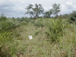 12003GT257_weedy_young_oilpalm.JPG