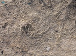 10387vp-074-Scrubland-b.jpg