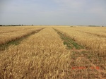 29352CIMG0572.JPG