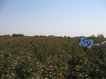 8091059-Irrigated (Surface water) cotton-b.jpg