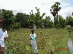 6294056c-irrigated-canal-and-groundwater-large-scale-mixedcrop-rice-dominant-sugarcane-doublecrop.jpg