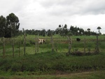 32171Picture 1600.jpg