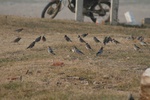 4255IMG_8894.JPG