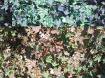 11443vp-005-irrigated-cotton-sw-1a.jpg
