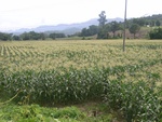 33603RIMG0268.JPG