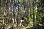 241IMG_4137.JPG