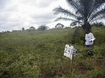 11994GT241_1st_year_cassava.JPG