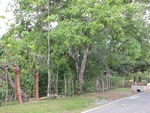29586IMG_5153.JPG