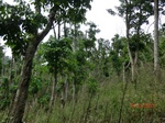 53448CIMG6781.JPG