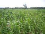 33611RIMG0276.JPG