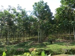 31239CIMG1101.JPG