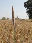 26627DSC00328.JPG