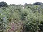 12051GT308_cassava_pigeonpea_.JPG