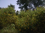 8956RIMG0031.JPG