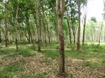 50649CIMG1278.JPG