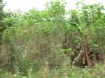 50546CIMG1175.JPG
