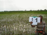 12445011b-irrigated-canal-rice.gif