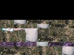 11580059-Irrigated (Surface water) cotton-a.jpg
