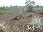 12328GT225_pineapple_cassave.JPG
