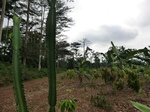 46194CIMG0483.JPG