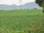 34767CIMG2598.JPG