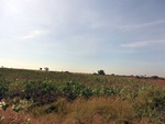 56118CIMG6819.JPG