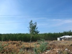56127CIMG6829.JPG