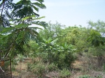17320100_2006.JPG