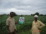 126420176b-irrigated-supplemental-groundwater-sugarcane-dominant-maize.gif