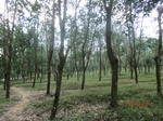 53066CIMG4341_调整大小.JPG