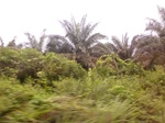 54884Berau (17).JPG