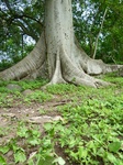 24456Colima 024.jpg