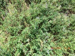 29693CIMG0985.JPG