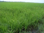 26174RIMG0226.JPG