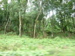 20475P1020332.JPG