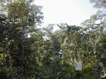 12172GT169_Savannah_woodland.JPG
