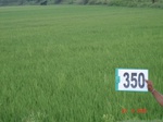 132560350a-irrigated-supplemental-rice-tripplecrop-blackgram-groundnut.gif