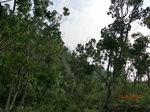 53437CIMG6769.JPG