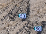 11544050-Irrigated (Surface water) winter wheat-a.jpg