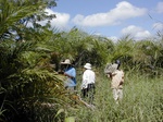 12047GT304_palm_and_grass.JPG