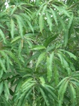 24474Colima 168.jpg
