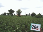 129490265a-irrigated-supplemental-groundwater-cotton-dominant-maize.gif