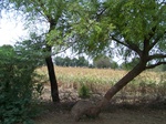 486602052008(60).JPG