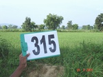131320315b-irrigated-tank-rice.gif