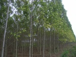26196RIMG0248.JPG