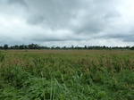 18277P1000113.JPG
