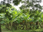 24672DSC00896.JPG
