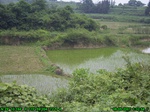 855R0015389_tag.jpg