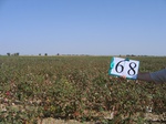 8109068-Irrigated (Surface water) cotton-b.jpg