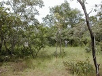 12164GT161_Savannah.JPG